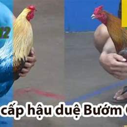 đá gà thomo trận 12 hôm qua