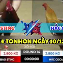 đá gà thomo trận 14 c1