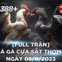 đá gà thomo trận 19