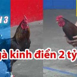 đá gà thomo trận 26 c1