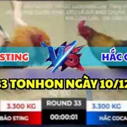 đá gà thomo trận 33 hôm nay