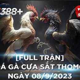 đá gà thomo trận duyên ti