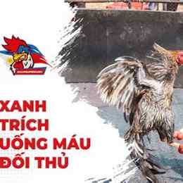 đá gà thomo trận gà xanh trích