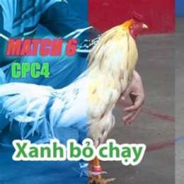đá gà thomo trận số 9 ngày 28 tháng 7