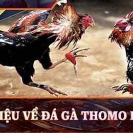 da ga thomo truc tiep cua dao