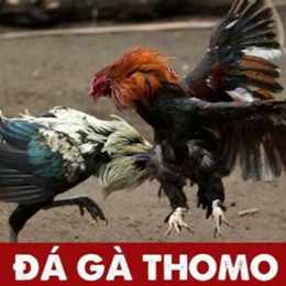 đá gà thomo việt nam với thái lan