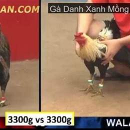 đá gà thomo xanh mồng trích uống máu đối thủ