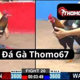 đá gà thomo67 tv
