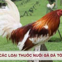 da ga tot nhat vn