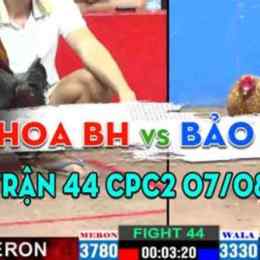 đá gà trận 44 c3