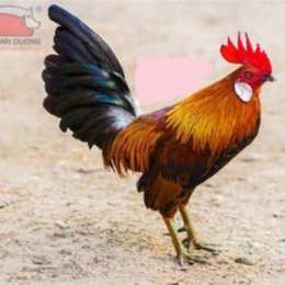đá gà tre việt nam