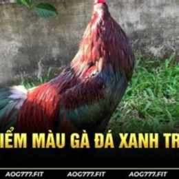 đá gà trích xanh