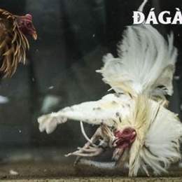 da ga truc tep 67