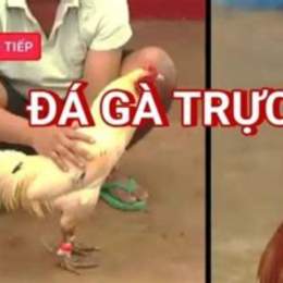 đa ga truc tiep 1