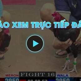 da ga truc tiep 24 9