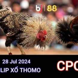 đá gà trực tiếp 28 4 2024