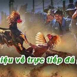 đá gà trực tiếp 67 c