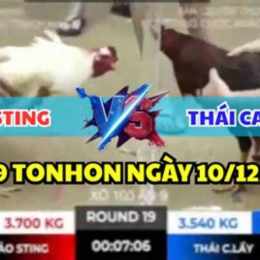 đá gà trực tiếp bảo sting hôm nay
