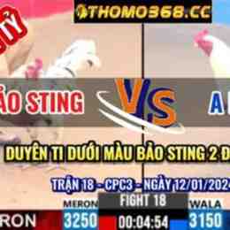 đá gà trực tiếp bảo sting vs duyên ti