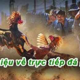 đá gà trực tiếp bỏ 67