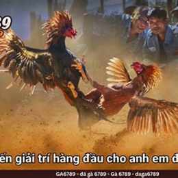 đá gà trực tiếp c1 c2 c3 94