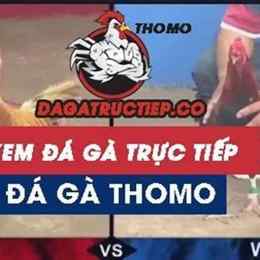da ga truc tiep c3 hom.nay