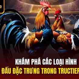 đá gà trực tiếp c3 trận 16