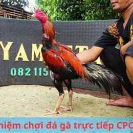 đá ga trực tiếp c4