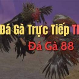 đá gà trực tiếp c5 tịnh biên
