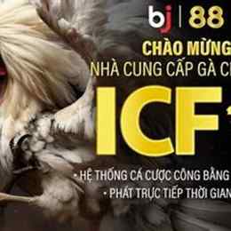 đá gà trực tiếp cá cược