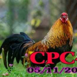 đá gà trực tiếp cpc4 hôm qua