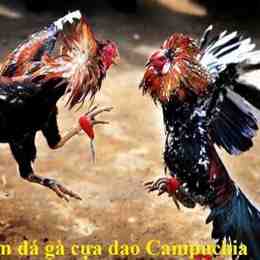 đá gà trực tiếp cựa dao campuchia