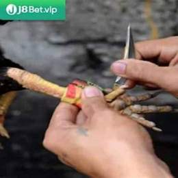 đá gà trực tiếp cựa dao thái lan