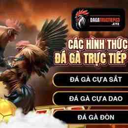 đá gà trực tiếp hôm nay c3 c4