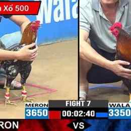 đá gà trực tiếp hôm nay trận 12