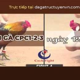 đá gà trực tiếp ngày 13 tháng 10 c2