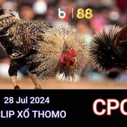 đá gà trực tiếp ngày 28 tháng 2
