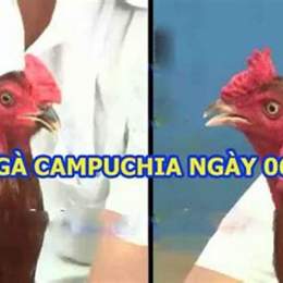 da ga truc tiep ngay 6 11