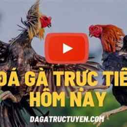 da ga truc tiep thomo co binh luan vien