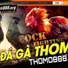 da ga truc tiep thomo hom