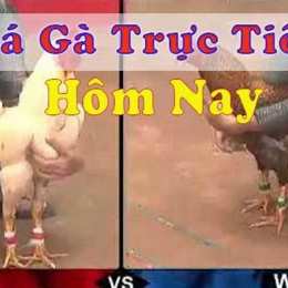 đã gà trực tiếp to mo 67