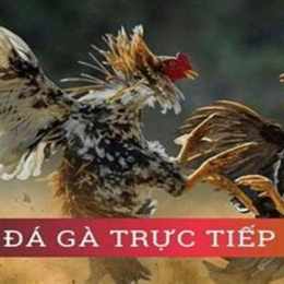 dâ gà trực tiếp