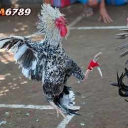 đá gà trực yieeps