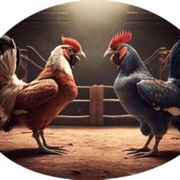 đá gà tường thuật hôm nay
