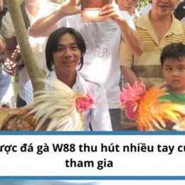 đá gà w88 may88