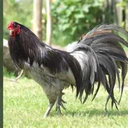 đá gà xám 7