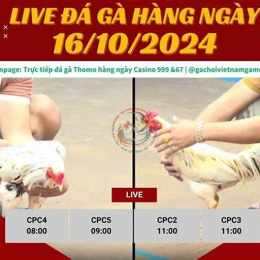 đá giải gà 15 4