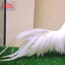 đá giải gà tre 2020