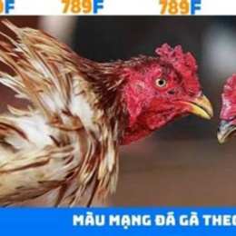 đăng ký đá gà 789