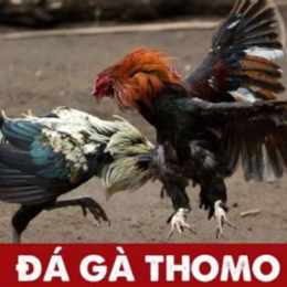 dk đá gà thomo
